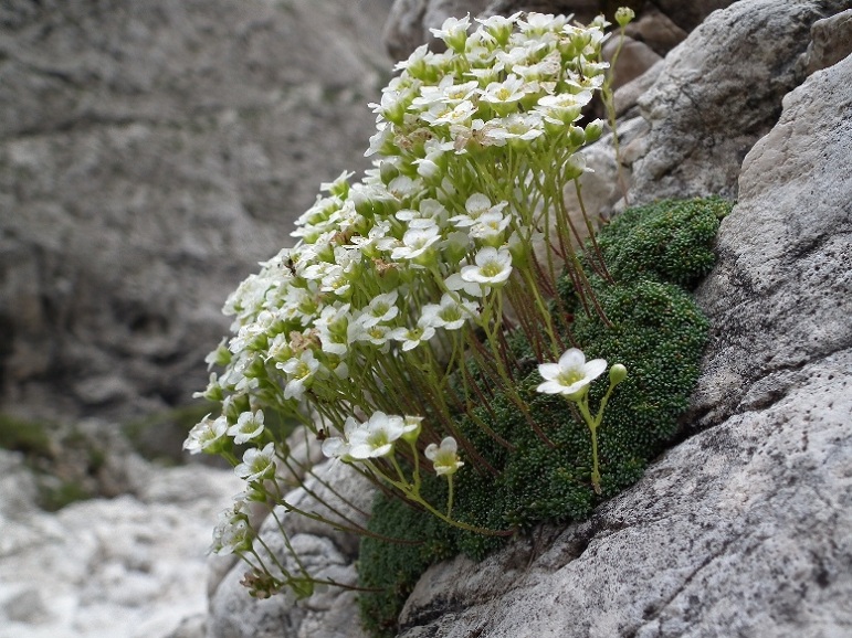 Saxifraga cesia e Saxifraga squarrosa a confronto